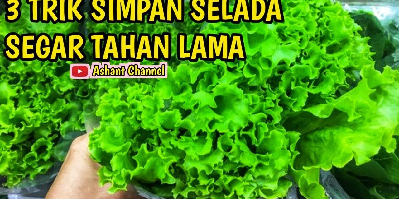 Selada Tetap Renyah 2 Minggu Di Kulkas? Ini Dia Caranya!