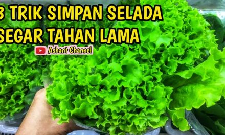 Selada Tetap Renyah 2 Minggu Di Kulkas? Ini Dia Caranya!