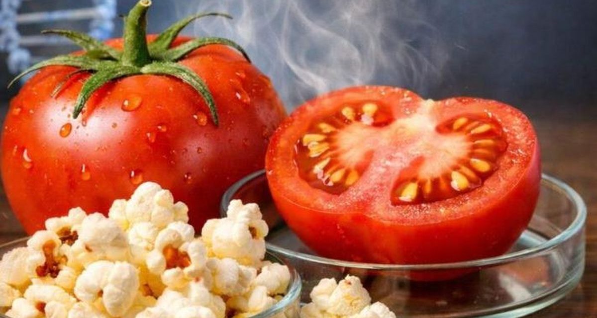 Tomat Rasa Popcorn? Ilmuwan China Berhasil Ciptakan Inovasi