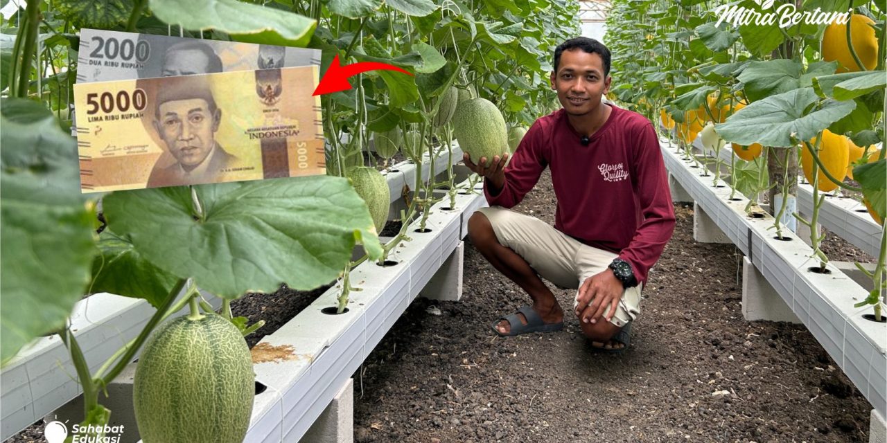 Teknik Hemat Tenaga Dalam Budidaya Melon Untuk Petani Sibuk