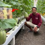 Teknik Hemat Tenaga Dalam Budidaya Melon Untuk Petani Sibuk