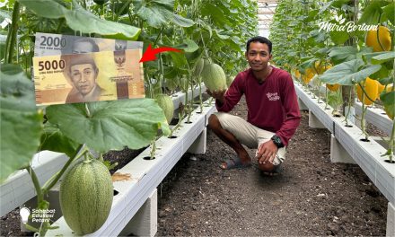 Teknik Hemat Tenaga Dalam Budidaya Melon Untuk Petani Sibuk