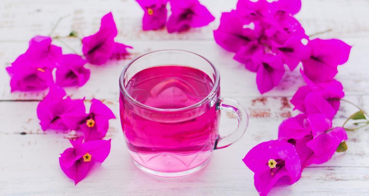 Sirup Bunga Kertas Sebagai Alternatif Minuman Sehat, Yuk Simak