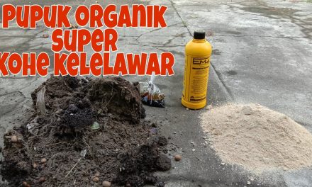 Pupuk Alami Dari Kotoran Burung Dan Kelelawar!, Yuk Kita Bahas