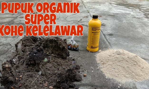 Pupuk Alami Dari Kotoran Burung Dan Kelelawar!, Yuk Kita Bahas