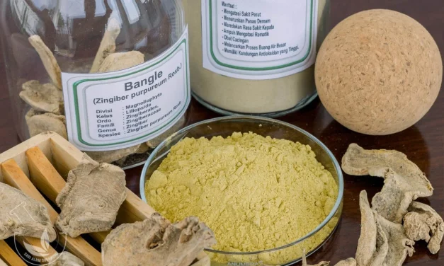 Manfaat Dari Bangle Yang Ampuh Obati Berbagai Penyakit