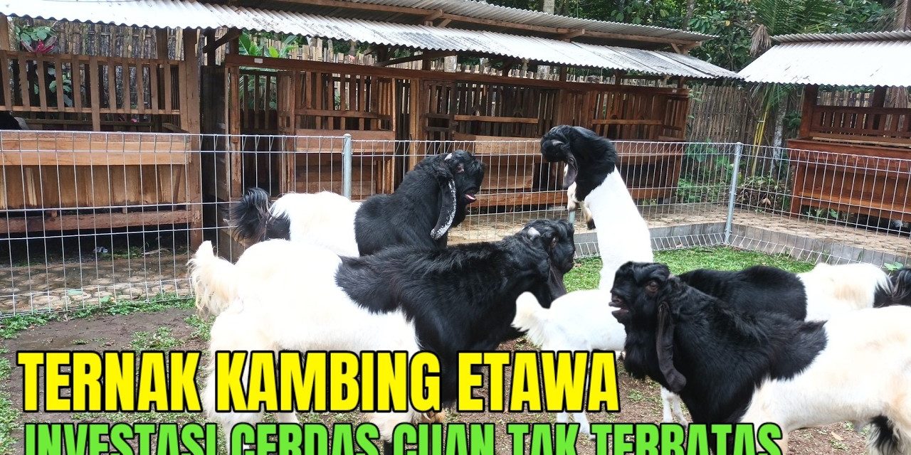 Membuka Peluang Bisnis Berternak Kambing Etawa, Intip Caranya