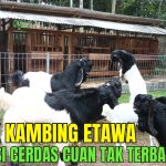 Membuka Peluang Bisnis Berternak Kambing Etawa, Intip Caranya