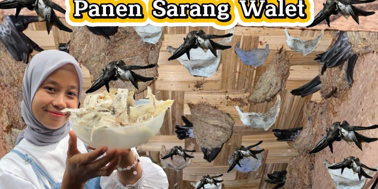 Bisnis Sarang Burung Walet Sekali Panen Bisa Jadi Kaya Raya
