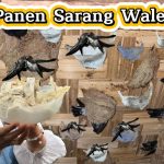 Bisnis Sarang Burung Walet Sekali Panen Bisa Jadi Kaya Raya