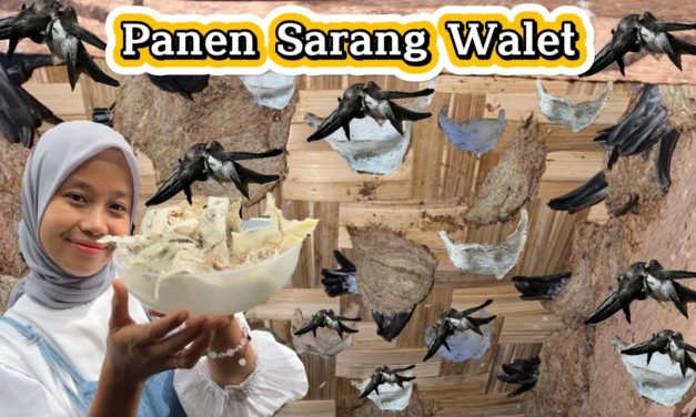 Bisnis Sarang Burung Walet Sekali Panen Bisa Jadi Kaya Raya