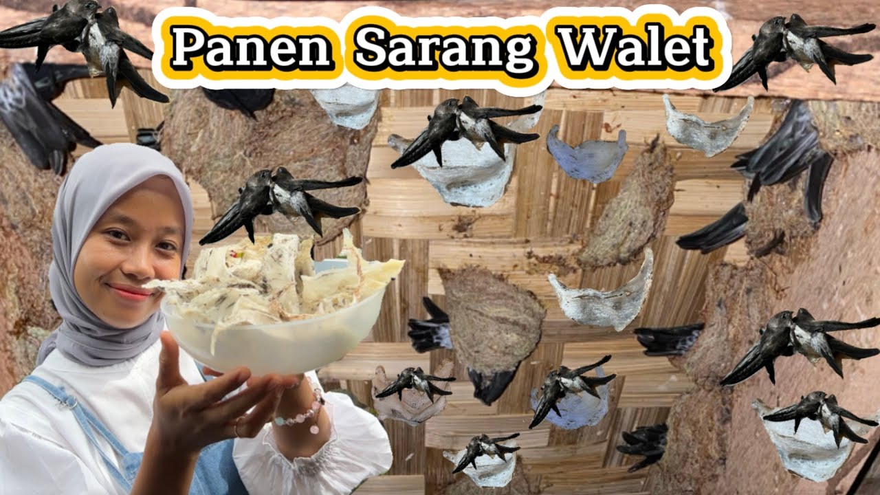 Bisnis Sarang Burung Walet