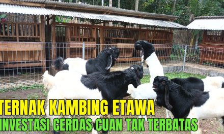 Membuka Peluang Bisnis Berternak Kambing Etawa, Intip Caranya