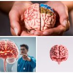 Fungsi Organ Utama Saraf Pada Otak Memiliki Peran Khusus