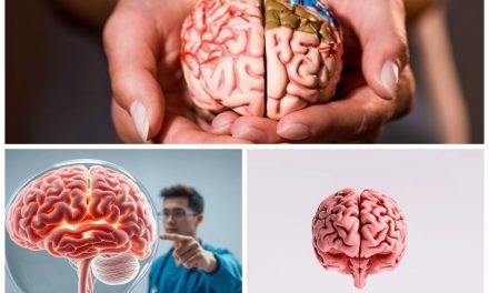 Fungsi Organ Utama Saraf Pada Otak Memiliki Peran Khusus
